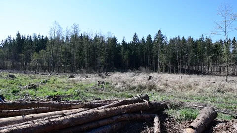 Forest destroyed by bark beetle in the lower austrian region waldviertel Stock Footage 128950149