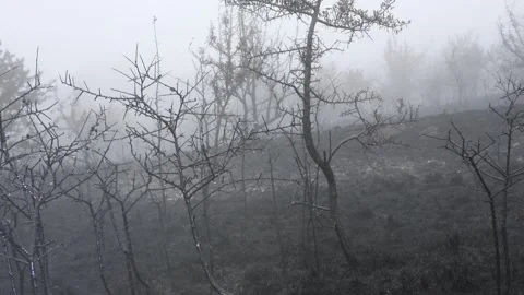  a forest destroyed by fire, amid thick fog and desolation Stock Footage 261704312