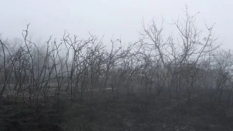 a forest destroyed by fire, amid thick fog Stock Footage 261704345