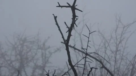  a forest destroyed by fire, amid thick fog and desolation Stock Footage 261704516