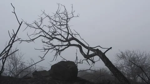  a forest destroyed by fire, amid thick fog and desolation tree Stock Footage 261704592