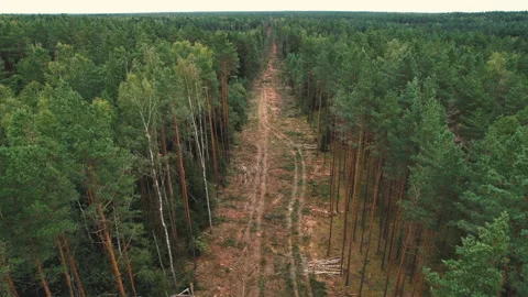 Forest destruction and felling of trees. Cutting trees. Video stock 161968463