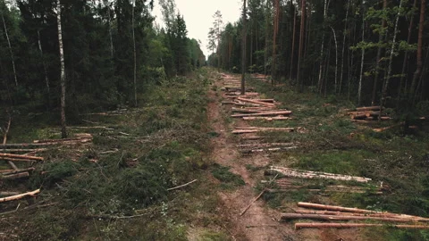 Forest destruction and felling of trees. Cutting trees. Vídeos de archivo 161968569