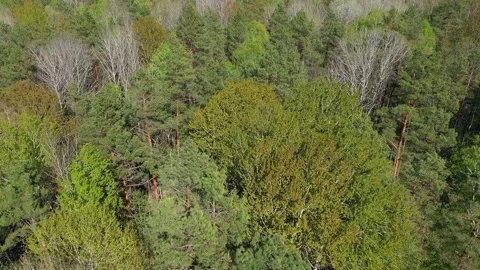 Forest destruction and felling of trees, drone view Deforestation forest Video stock 202095794