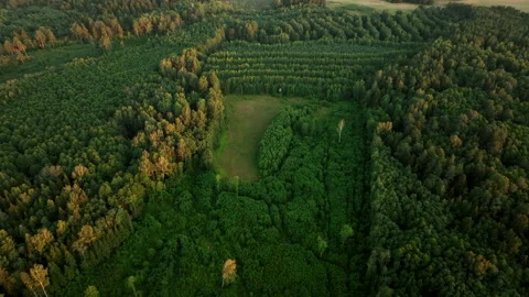 Forest destruction and felling of trees, drone view. Deforestation forest Видео 213625938