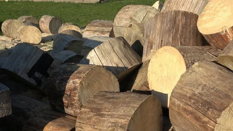 Forest destruction concept (Ips typographus). Trees cut into pieces. Stock Footage 106710943