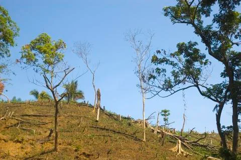 Forest destruction Stock Photos