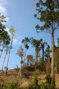 Forest destruction Foto stock