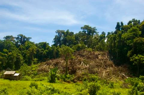 Forest destruction Stock Photos