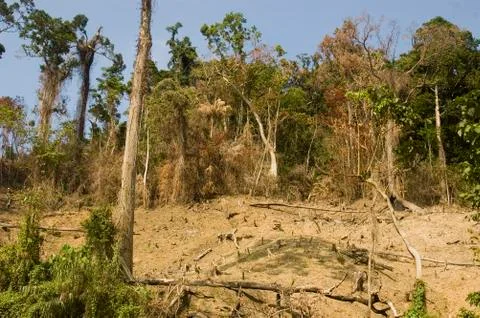 Forest destruction Stock-Fotos