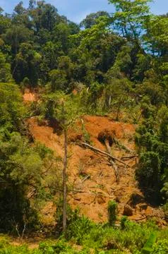 Forest destruction Foto stock