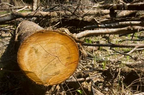Forest destruction 스톡 사진