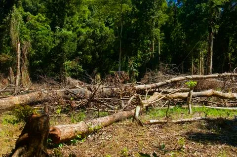 Forest destruction Stock Photos