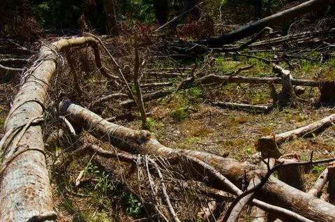 Forest destruction Stock Photos