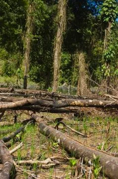 Forest destruction Stock Photos