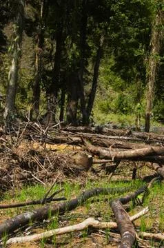 Forest destruction Stock Photos