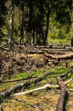 Forest destruction Stock Photos