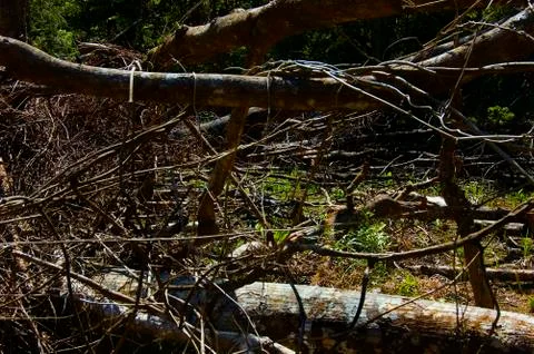 Forest destruction Stock Photos