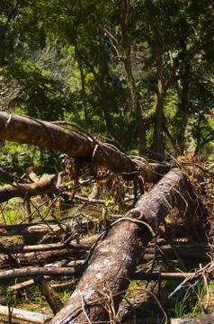Forest destruction Stock Photos