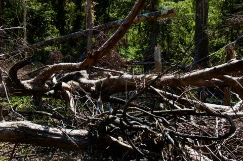 Forest destruction Stock Photos