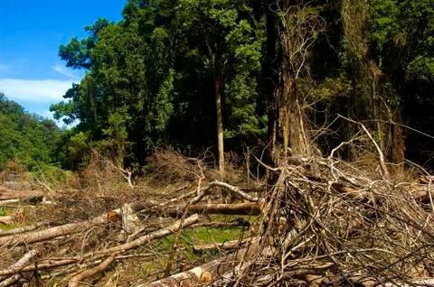 Forest destruction Foto stock