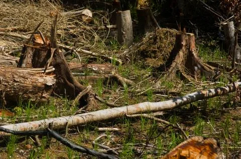 Forest destruction Stock Photos