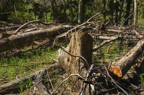 Forest destruction Stock Photos