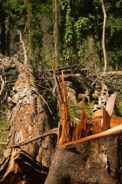 Forest destruction Foto stock