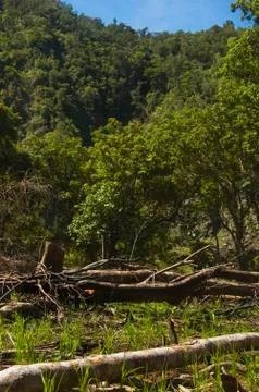 Forest destruction Stock Photos