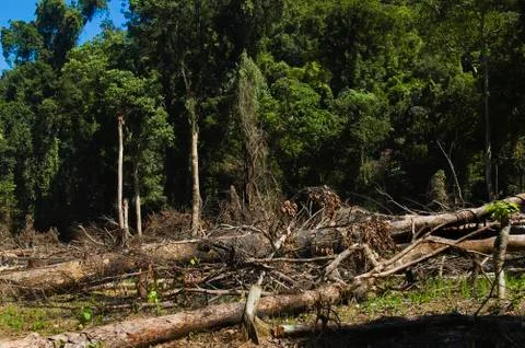Forest destruction Foto stock