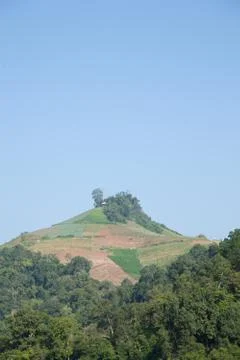 Forest destruction Stock Photos
