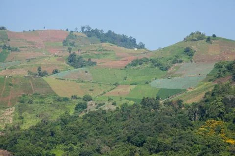 Forest destruction Stock Photos