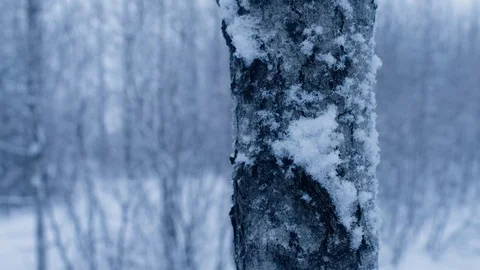 Forest detail Stock Footage 71475936