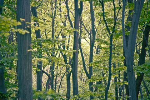 Forest detail Stock Photos