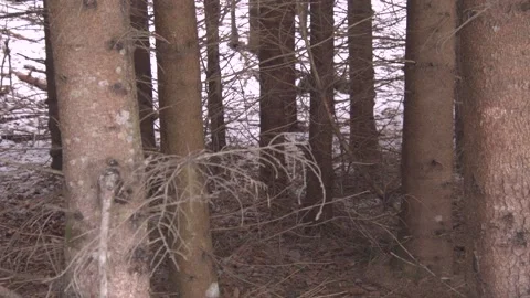 Forest details Stock Footage 137641569