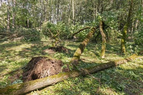 Forest devastation after a powerful storm with uprooted trees and branches Stock Photos