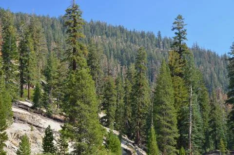 Forest in the Devils Postpile Stock Photos