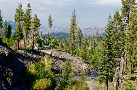 Forest in the Devils Postpile Stock Photos