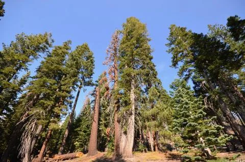Forest in the Devils Postpile Stock Photos
