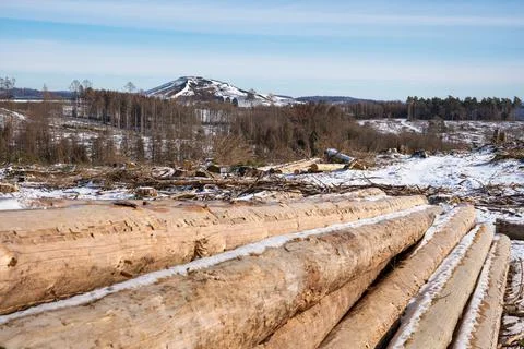 Forest dieback, cleared forest in Germany Foto stock