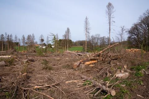Forest dieback, cleared forest in Germany Stock Photos