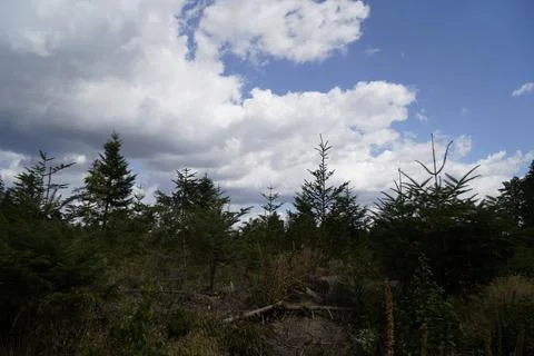Forest dieback due to climate change, drought and storms and deforestation Stock Photos