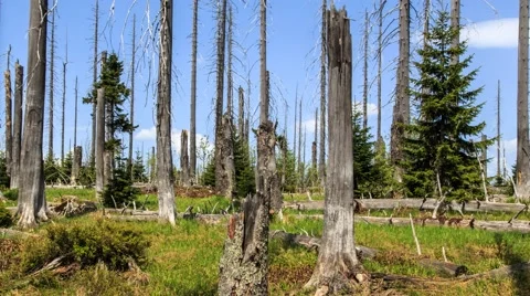 Forest dieback Stock Footage 51089448