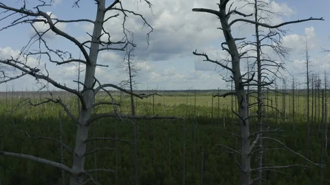 The forest that died from the fire. Rise of the copter over the dead pine Stock Footage 113517756