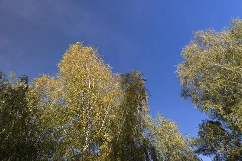Forest with different deciduous trees against the blue sky in autumn, treetop Foto stock