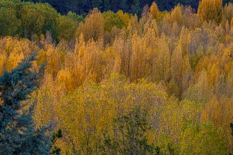 Forest with different trees and collage of autumn colors. Stock Photos