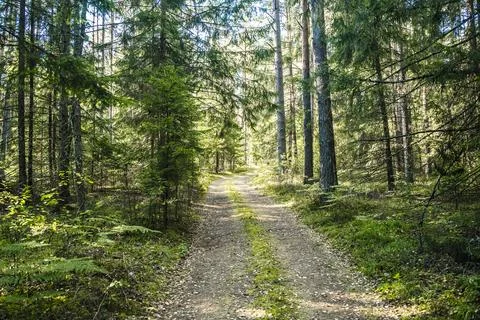 Forest dirt path. Forest and nature with empty road Foto stock