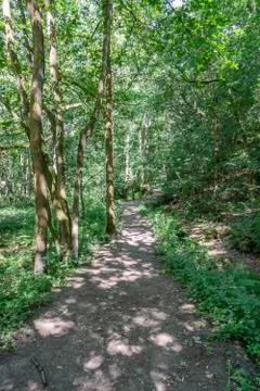 Forest Dirt Path Foto stock