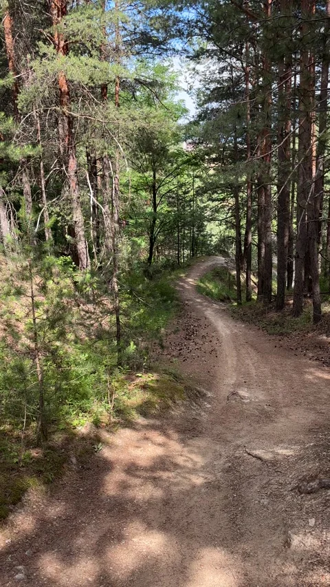 Forest Dirt Path in Pirin Mountain Stock Footage 315770649