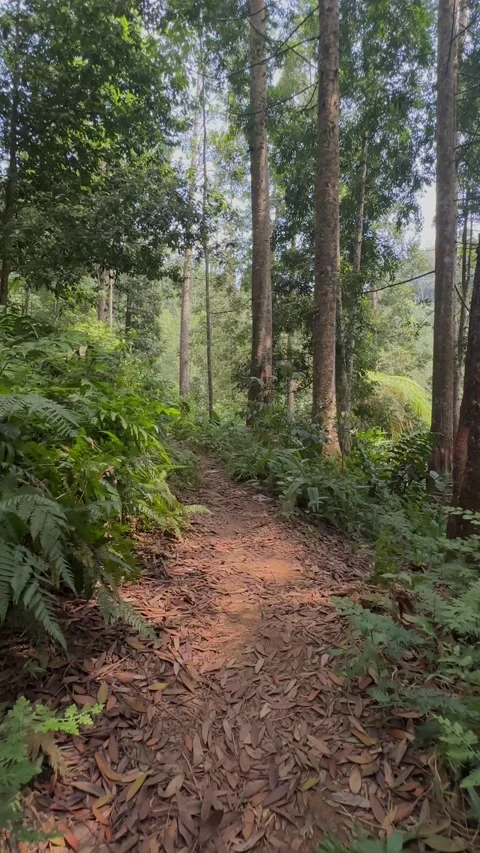 Forest Dirt Path, POV Tracking Shot Through Lush Green Jungle, Vertical. Video stock 324070795